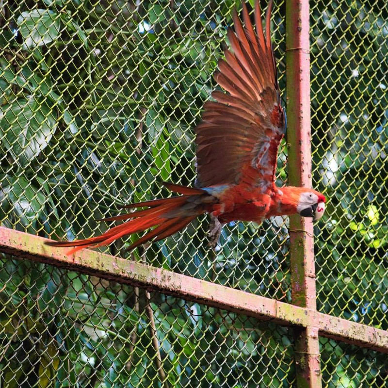 Liberan en la Reserva Ecológica  de Nanciyaga 3 Guacamayas provenientes del Acuarium de Veracruz